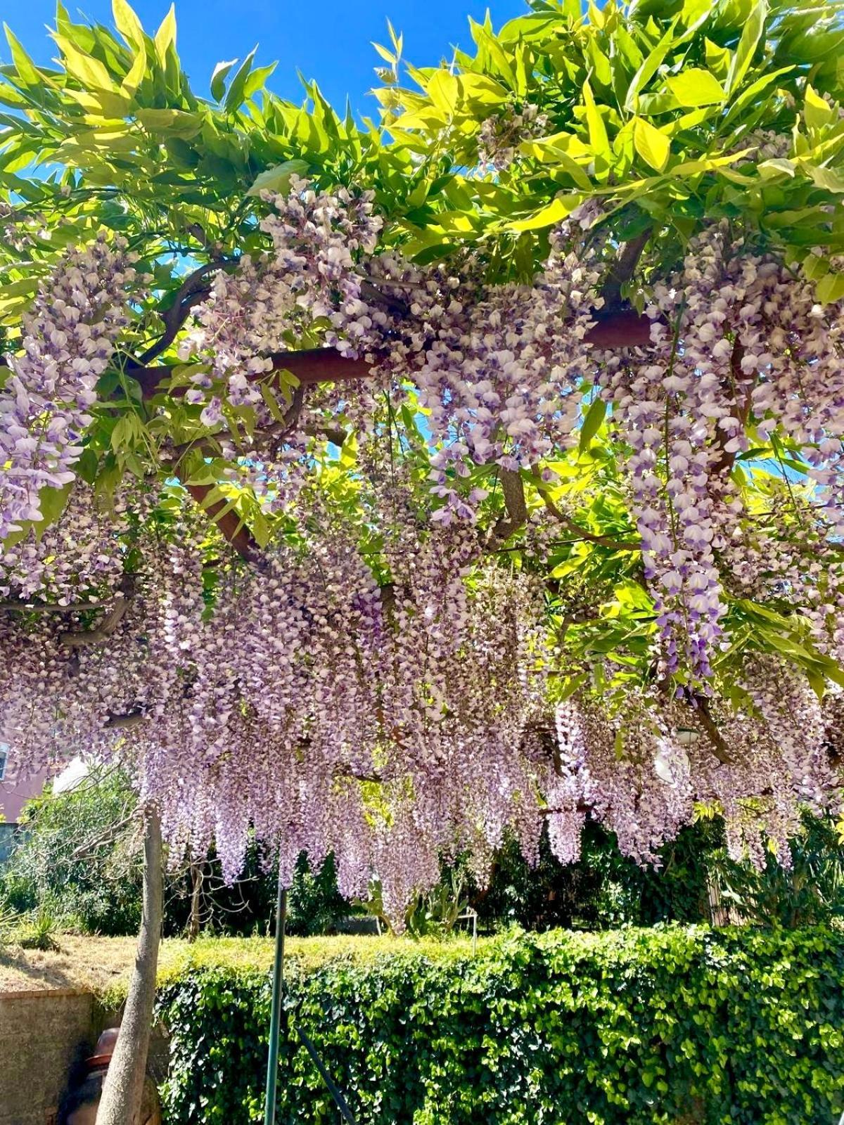Villa Tana Pacenzia 切法卢 外观 照片